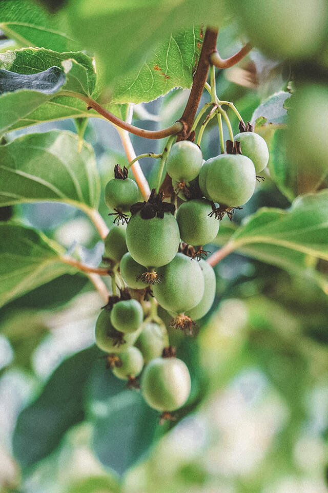 foto koffie